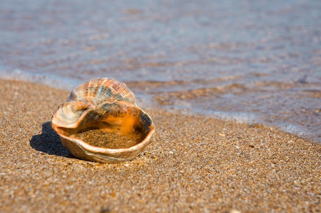 Conchiglia Rapana sulla spiaggia