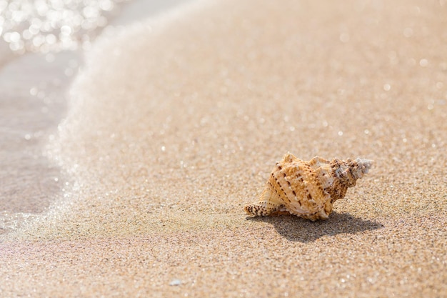 Conchiglia su una spiaggia sabbiosa