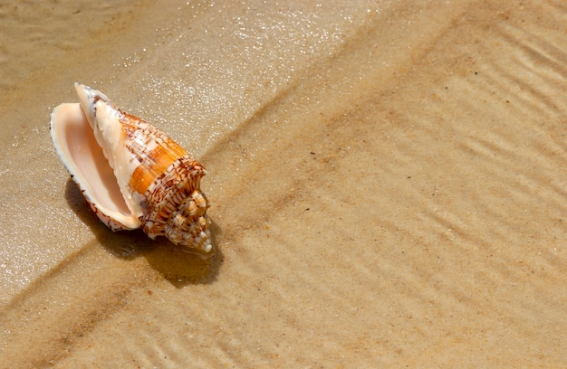 Conchiglia sulla sabbia della spiaggia come sfondo.