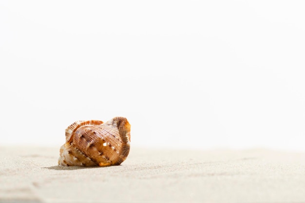 Conchiglia sulla sabbia su sfondo bianco