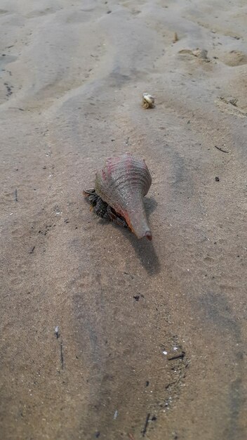 Conchiglia sulla sabbia su una spiaggia