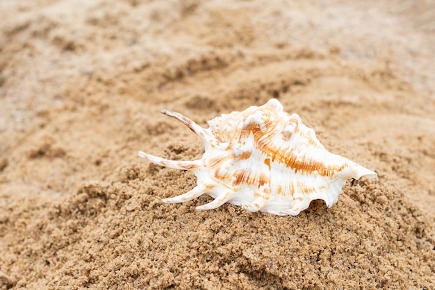 Conchiglia sulla sabbia sulla spiaggia