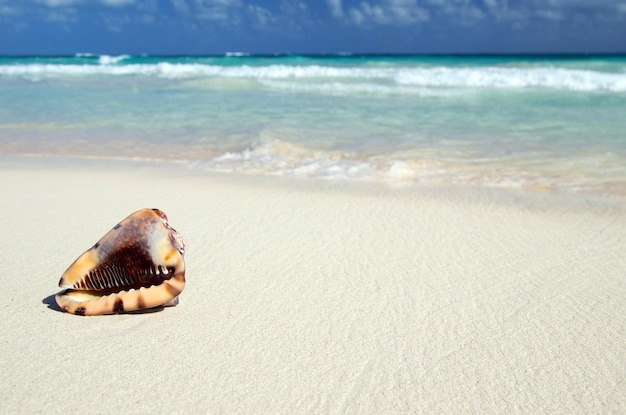 Conchiglia sulla spiaggia caraibica