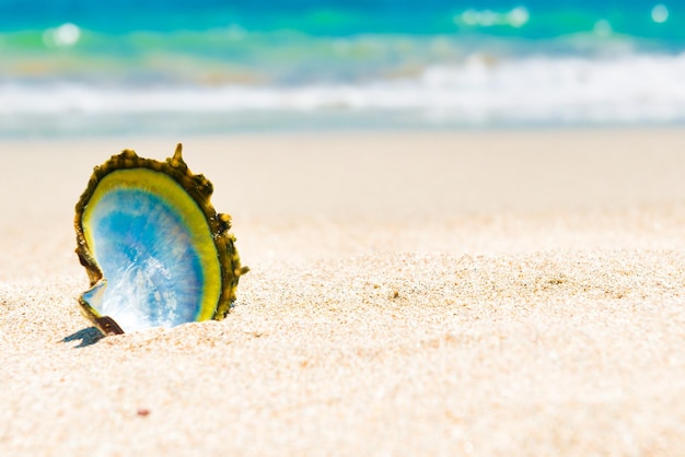 Conchiglia sulla spiaggia di sabbia e acqua blu come sfondo per le vacanze estive