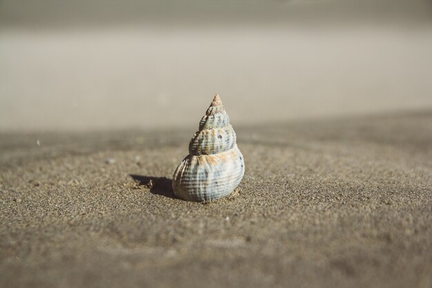 Conchiglia sulla spiaggia sabbiosa. Sfondo estivo. Copia spazio. Può usare come banner