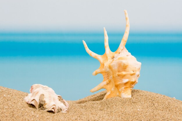 Conchiglia sulla spiaggia