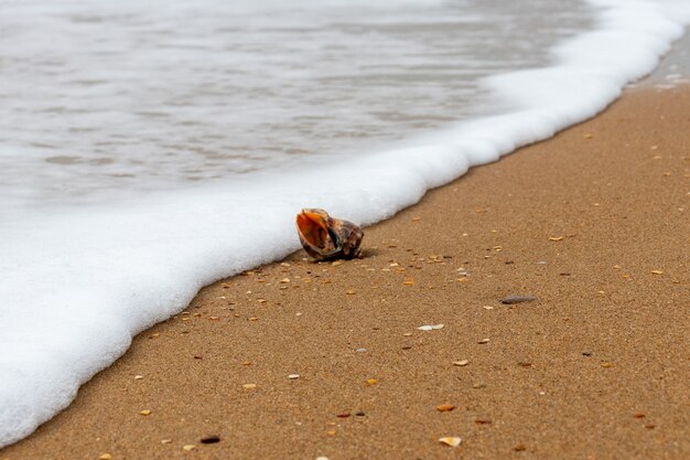 Conchiglia sulla spiaggia