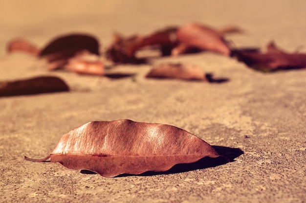 conchiglia sulla spiaggia