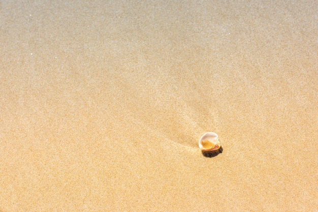 Conchiglia sullo sfondo della sabbia della spiaggia