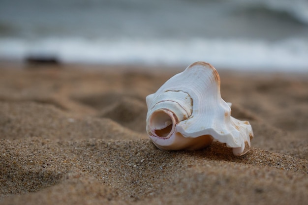 Conchiglia sullo sfondo della spiaggia di sabbia