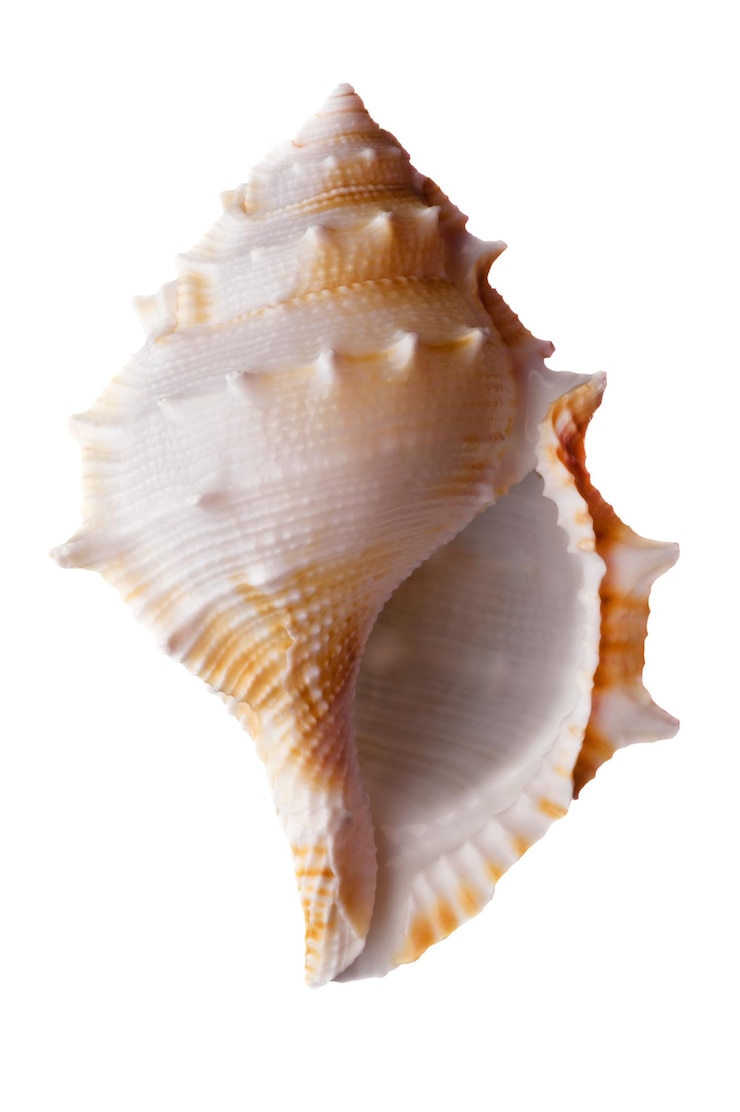 Conchiglia vuota