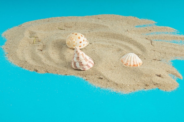 Conchiglie beige sparse sulla sabbia grigia come una spiaggia su sfondo blu come il mare