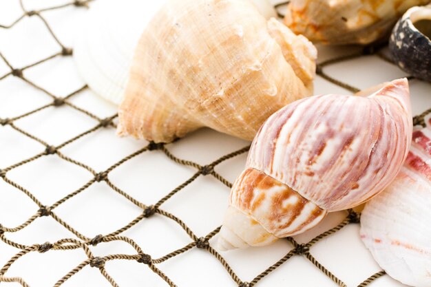 Conchiglie con rete da pesca su sfondo bianco.