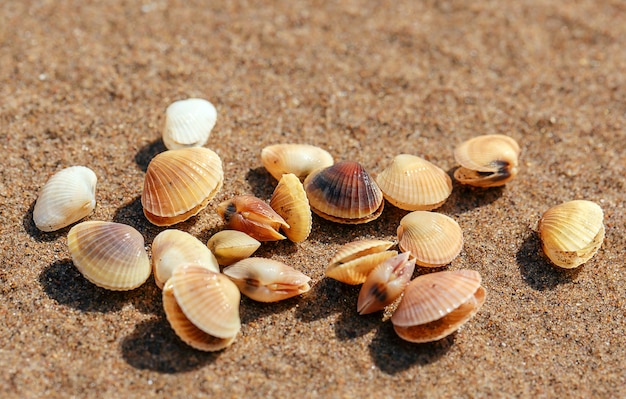 Conchiglie di fiume sulla riva sabbiosa