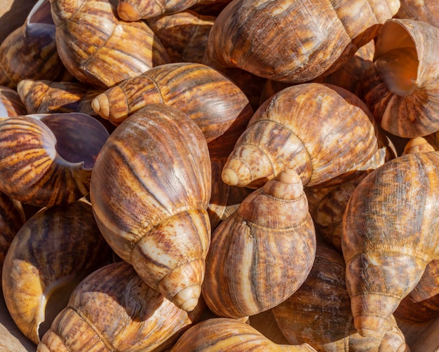 Conchiglie di lumache terrestri giganti africane