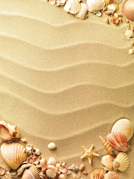 conchiglie di mare con la sabbia come sfondo