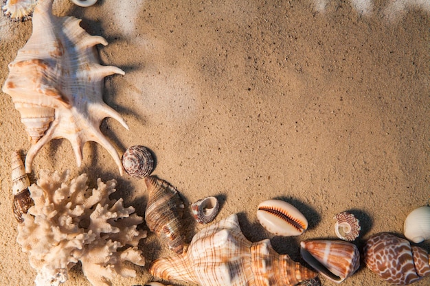 Conchiglie di mare con sabbia come sfondo Spiaggia estiva