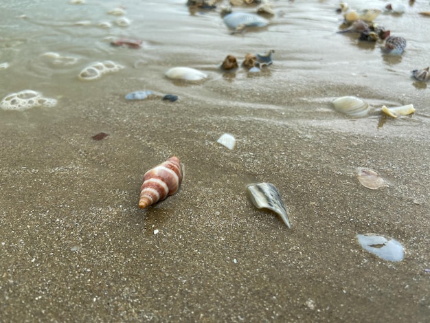 Conchiglie di mare conus geographus sulla sabbia sulla spiaggia in varie forme