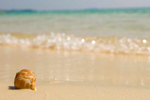 Conchiglie di mare e onde morbide sulla spiaggia di sabbia