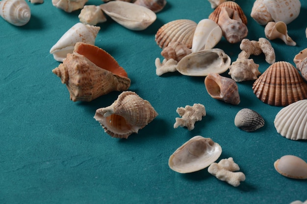 Conchiglie di mare su uno sfondo di colore dell'onda del mare. Concetto di vacanza estiva. Spazio per il testo.