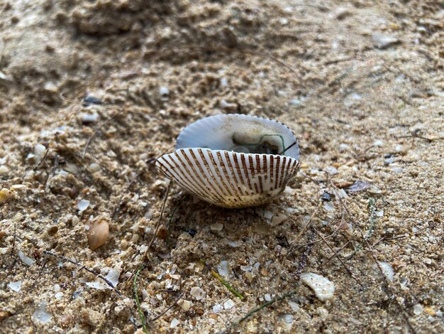 Conchiglie di mare sulla sabbia della spiaggia in varie forme