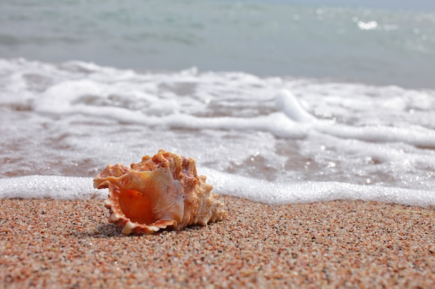 Conchiglie di mare sulla spiaggia. Spiaggia di sabbia con onde. Concetto di vacanza estiva. Vacanze al mare.