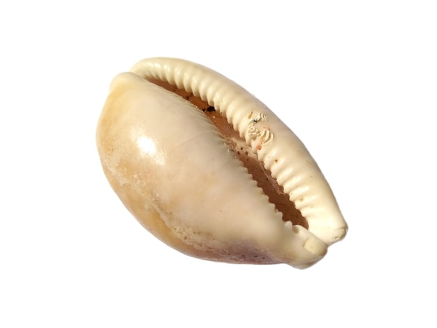 Conchiglie di molluschi isolati su sfondo bianco Ostrica con sfondo bianco