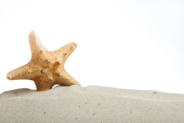 Conchiglie di sabbia e stelle marine isolate su un posto bianco per il viaggio di testo mare