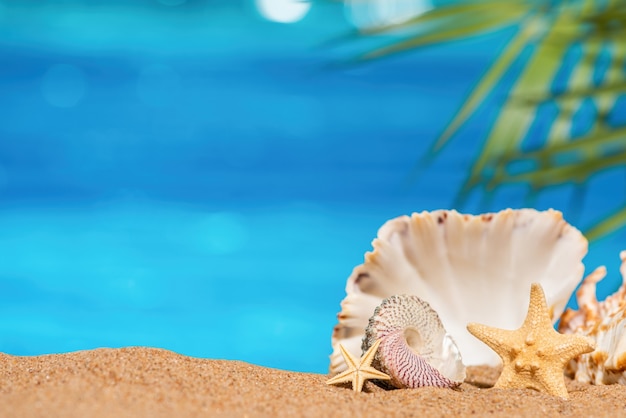 Conchiglie e stelle marine sulla sabbia con il fondo del mare