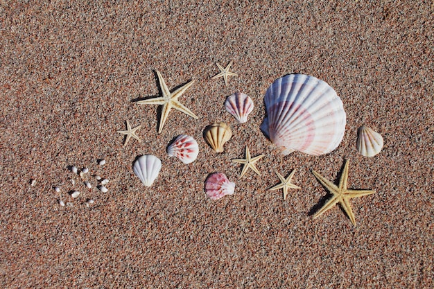 Conchiglie e stelle marine sulla spiaggia. Vacanze al mare