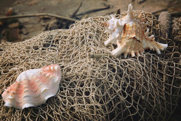 conchiglie giacciono sulla matassa di una rete da pesca sulla riva