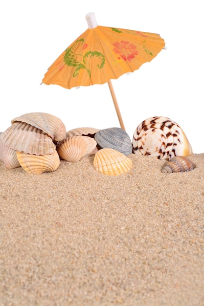 Conchiglie in spiaggia di sabbia su sfondo bianco