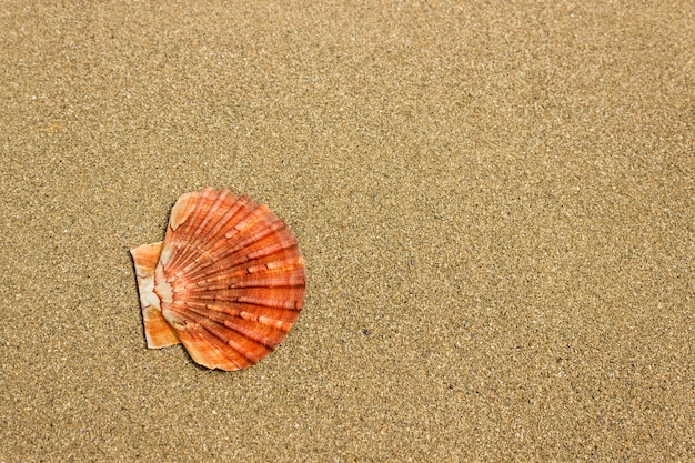 Conchiglie luminose sulla sabbia pulita della spiaggia del mare. Il concetto di vacanza, vacanza estiva. Messa a fuoco selettiva sul guscio.