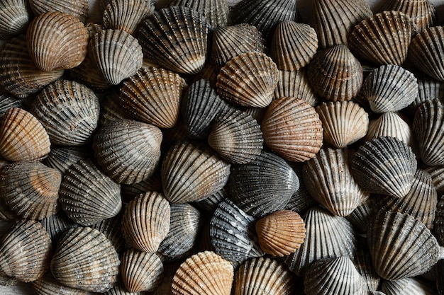 Conchiglie marroni e grigie come vista dall'alto di sfondo estivo naturale