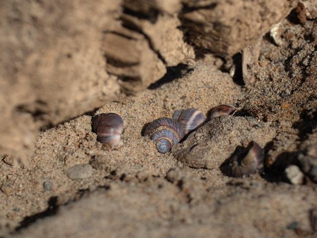 Conchiglie nella sabbia sulla spiaggia