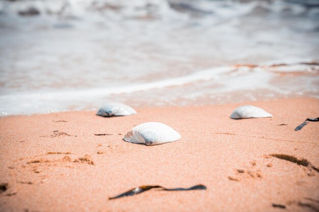 Conchiglie sdraiate sulla spiaggia sabbiosa