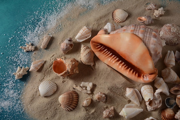 Conchiglie su uno sfondo di colore dell'onda del mare con la sabbia. Concetto di vacanza estiva.