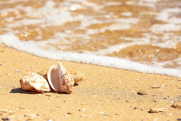 Conchiglie sulla sabbia sulla riva del mare Concetto di vacanza