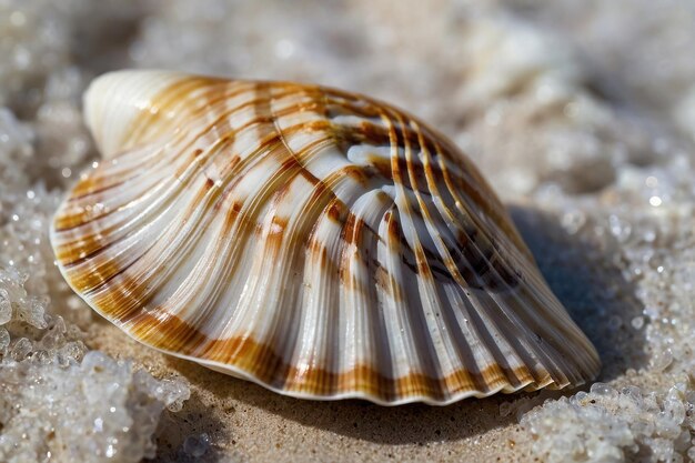 Conchiglie sulla spiaggia con perle