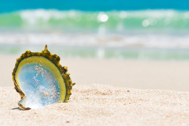 Conchiglie sulla spiaggia di sabbia