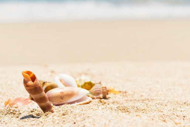 Conchiglie sulla spiaggia di sabbia