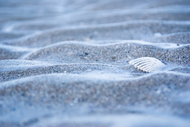 Conchiglie sulla spiaggia per una vacanza al mare