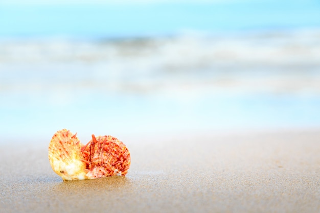 Conchiglie sulla spiaggia tropicale con copia spazio per testo o prodotto.