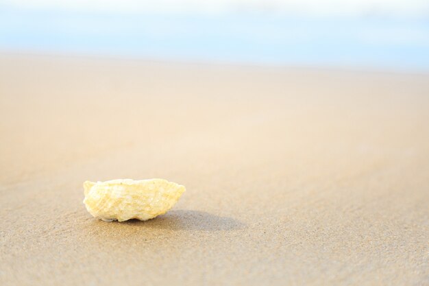 conchiglie sulla spiaggia tropicale con copia spazio per testo o prodotto.