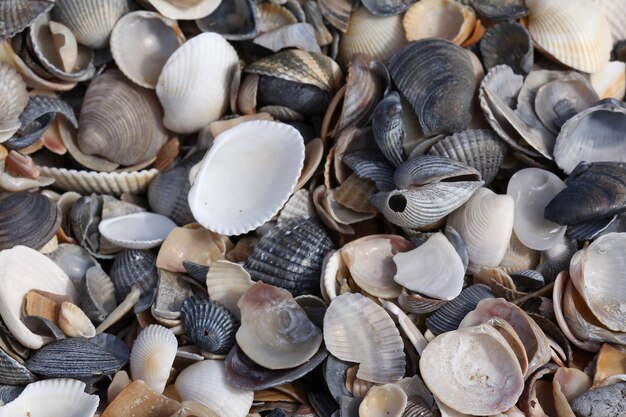 Conchiglie sullo sfondo di estate mare spiaggia