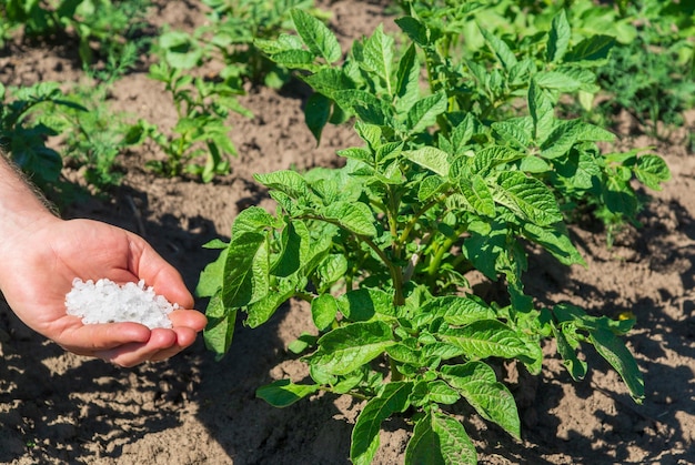 Concime minerale in mano per la coltivazione di piantine di patate