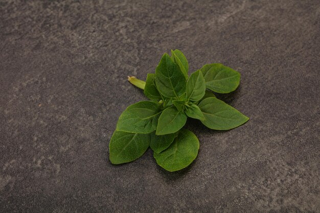 Condimento aromatico Foglie di basilico verde