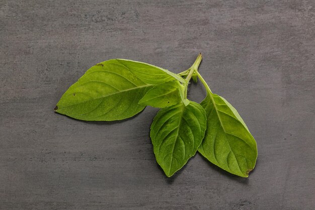 Condimento di foglie di basilico verde crudo