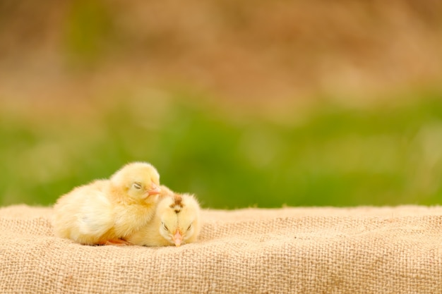 Condizione appena nata del pollo due sul pavimento