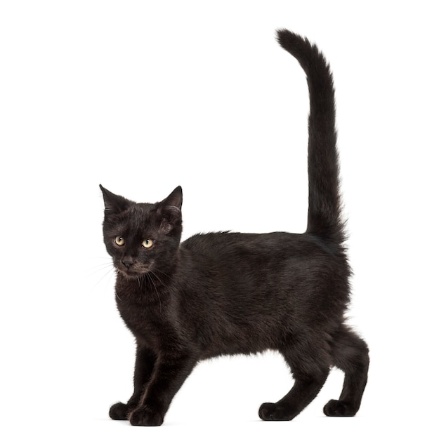 Condizione del gatto nero di razza mista